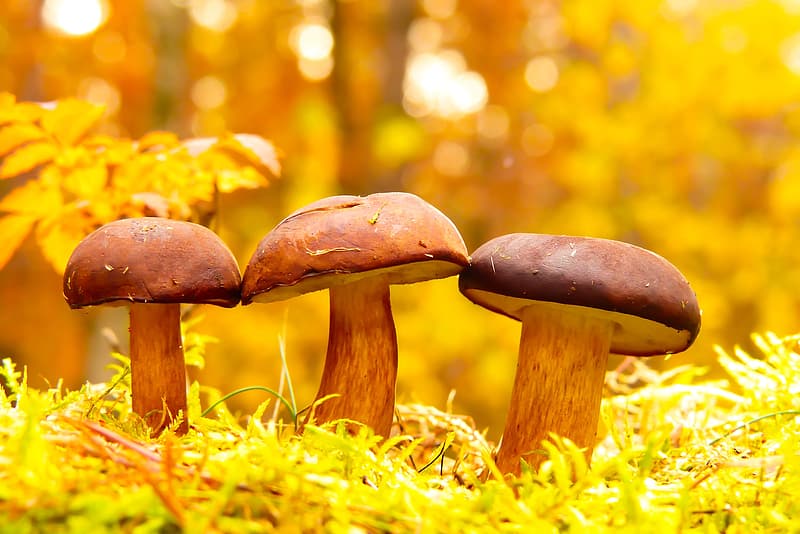 Chemical Compound Found In Magic Mushrooms Can Treat Depressions, Says Leading Psychiatrist