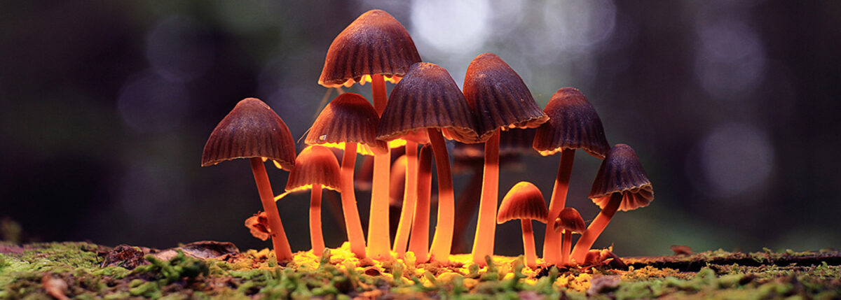 Oregon Legalizes Psilocybin In Treating Depression And Other Psychological Disorders