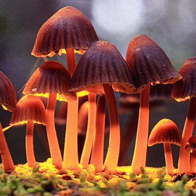 Oregon Legalizes Psilocybin In Treating Depression And Other Psychological Disorders