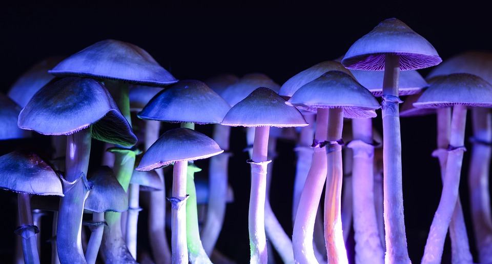 Yeast Could Be An Alternative Production Of Potential Depression Treatment, Psilocybin