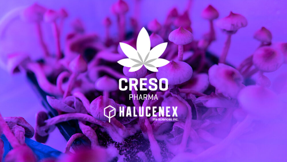 Halucenex Signs Agreement With Sixth Wave to Progress Research of Hallucinogenic Mushrooms