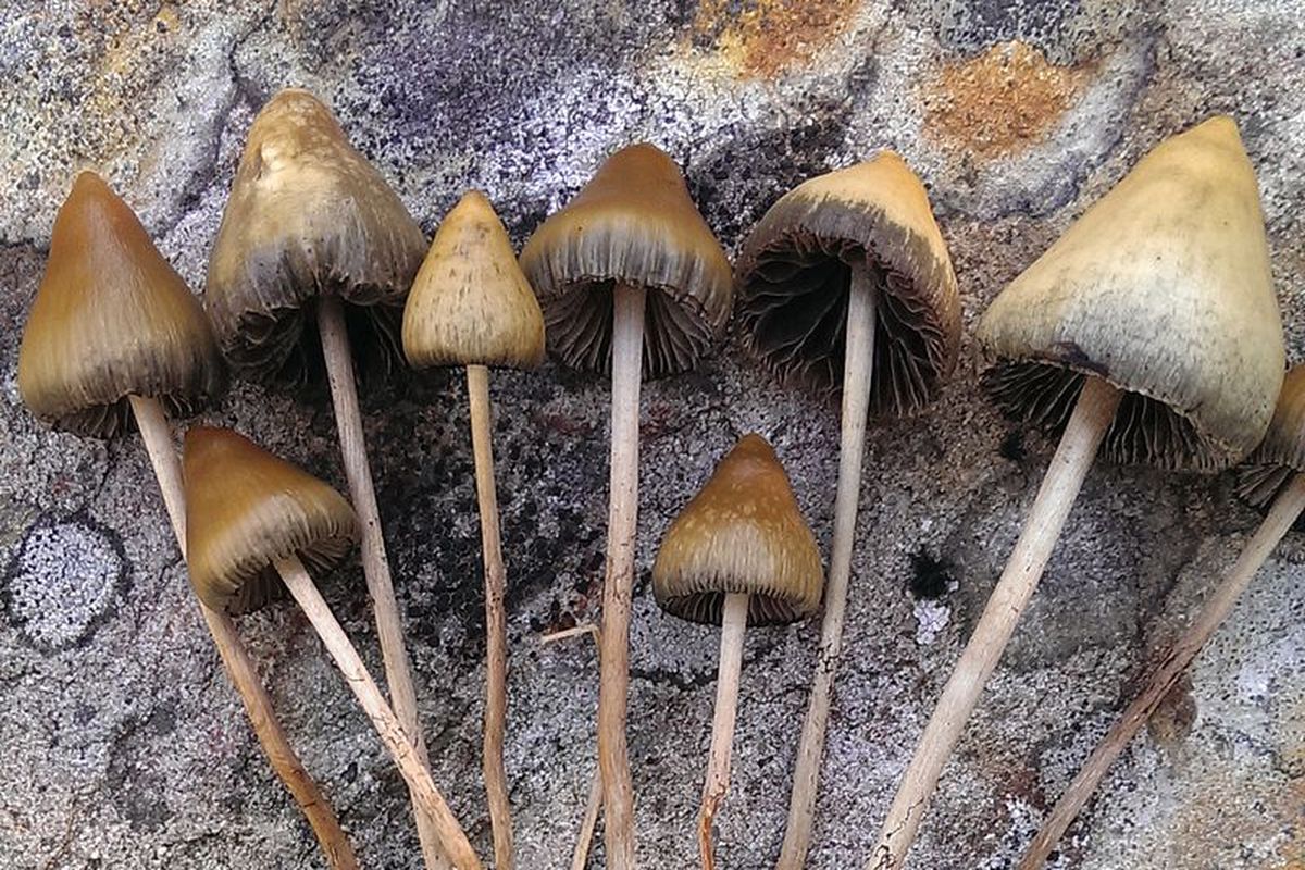 Australian Researchers to Find Out How Psilocybin Can be Used to Control Meth Addiction