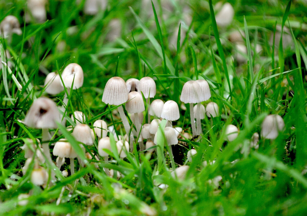 UK Study Rules Magic Mushroom Compound Effective as Any Antidepressant Drugs