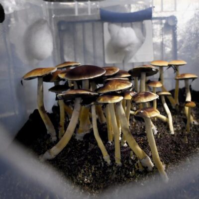 Research Shows Psilocybin May be Used for its Antidepressant Properties Without Any Psychedelic Experiences