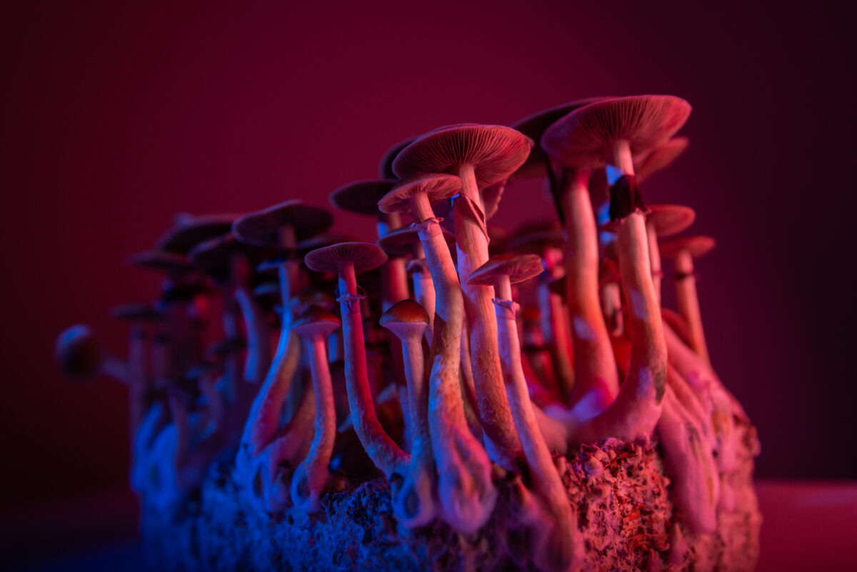 Texas Psychedelics Research Proposal Passes Senate