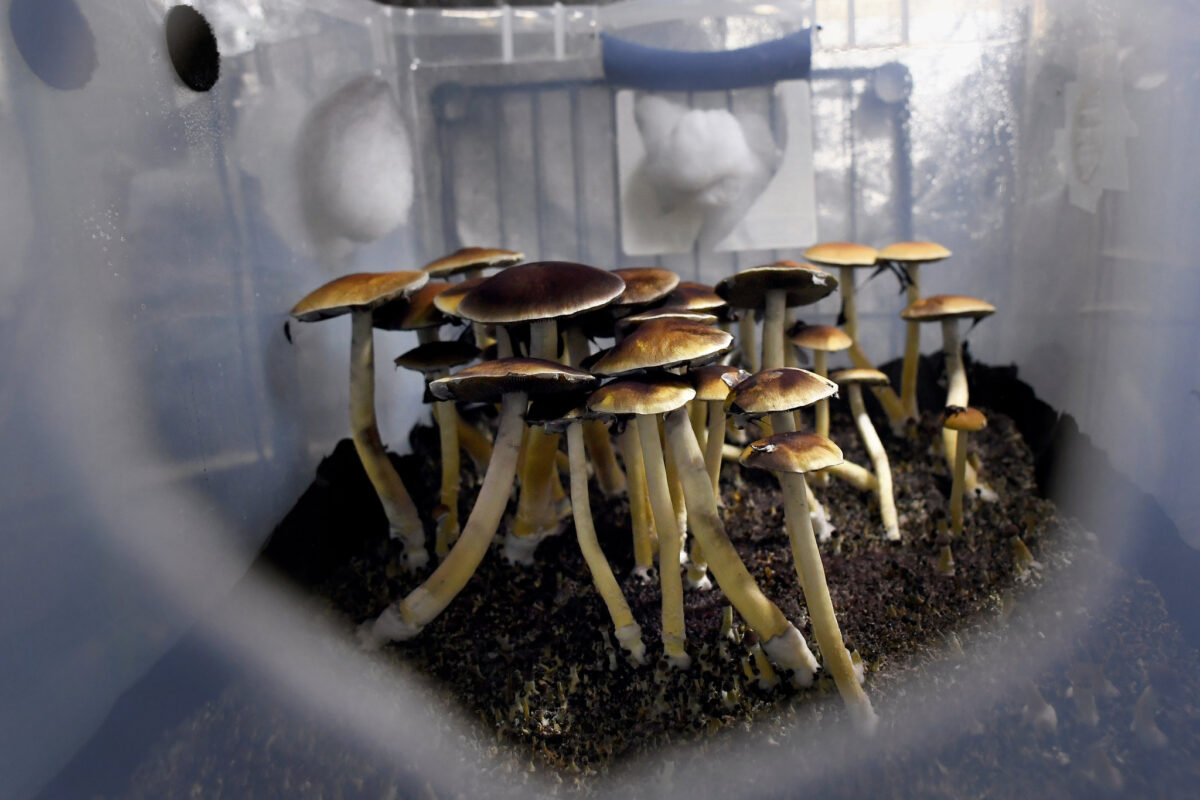 Oregon Medical Board Establishes Magic Mushrooms Can Help to Reduce Anxiety and Depression