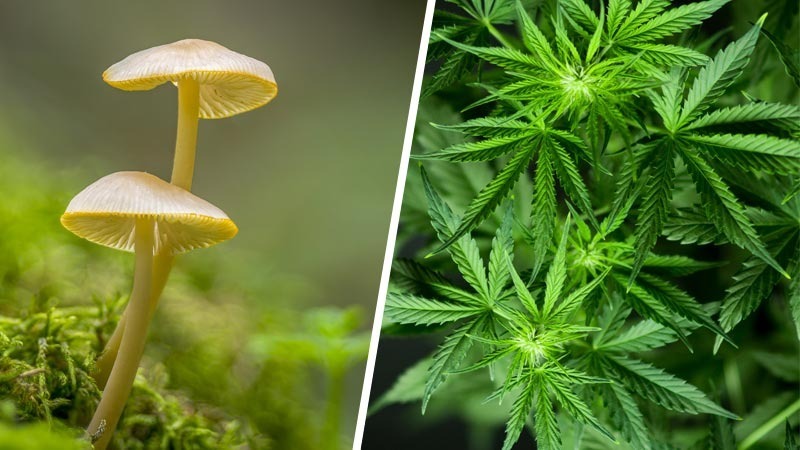 Aion Combining Psychedelics and Cannabinoids Therapies to Treat Cancer