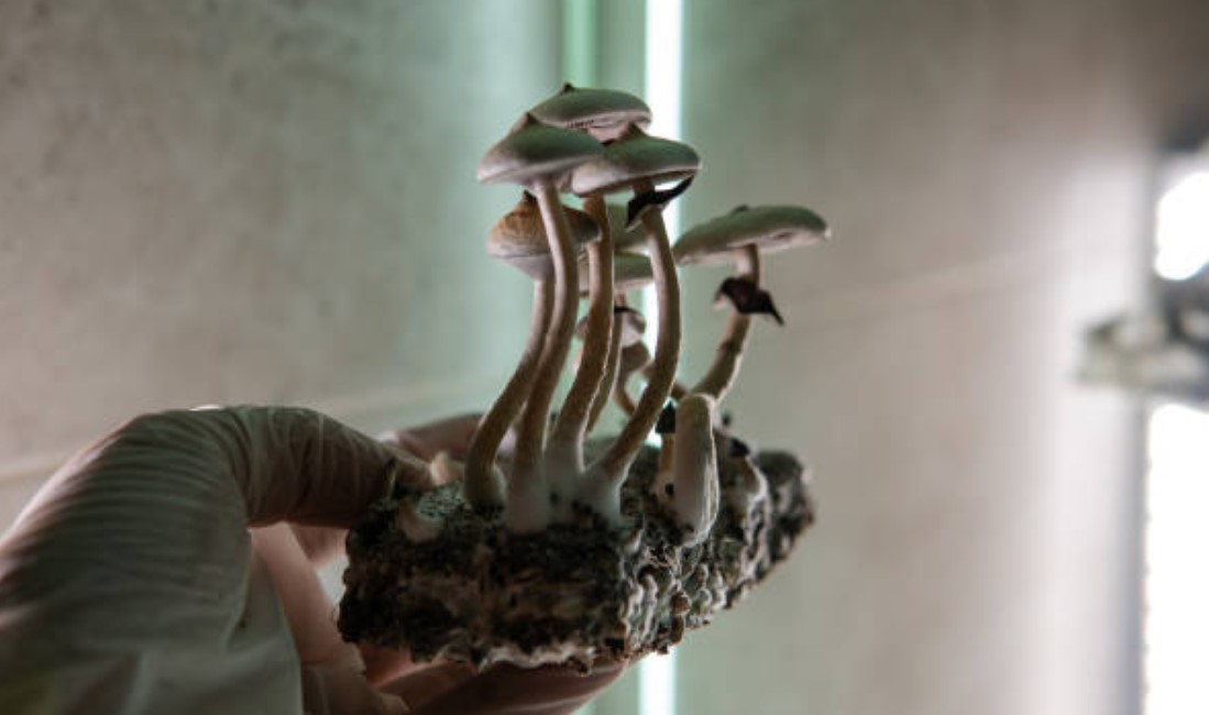 Filament Health Issued With a Patent For Extraction of Natural Psilocybin
