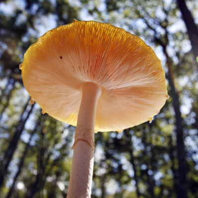 Blue Sun Mycology Submits Patent Application for Methods Related to Novel Species of Psychoactive Fungi