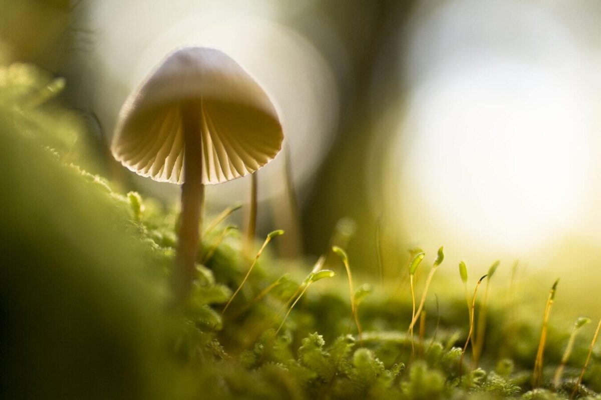 Australia to Use its First Magic Mushroom for Medical Treatment