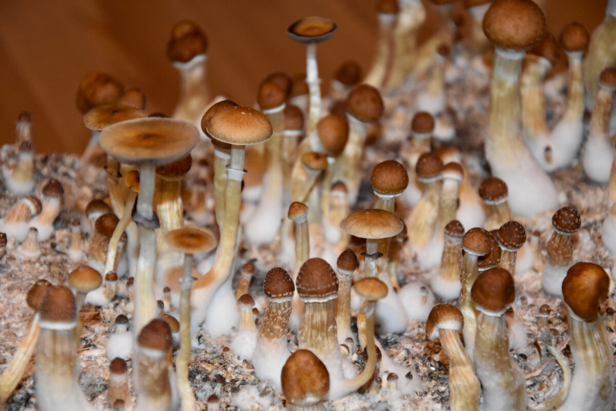 Oregon Psilocybin Board Joins Havard to Research on Psychedelics History