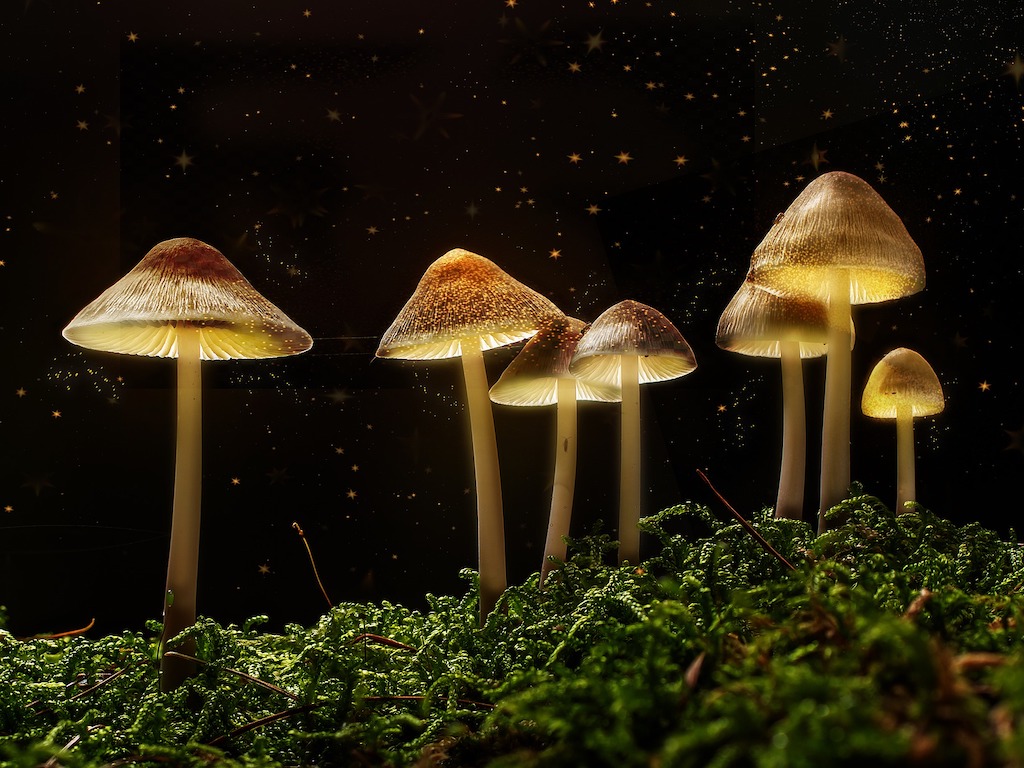 California Activists Granted Approval to Collect Signatures For Psychedelics Decriminalization Bill