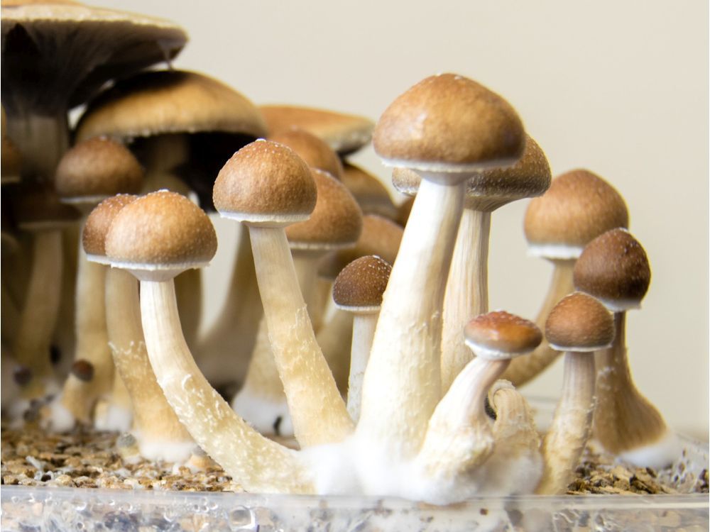 Eversio Wellness Harvests its First Batch of Legal Psilocybin Producing Mushrooms