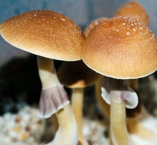 Colorado Activists Pushing for Psilocybin Legalization to Appear on 2022 Ballot