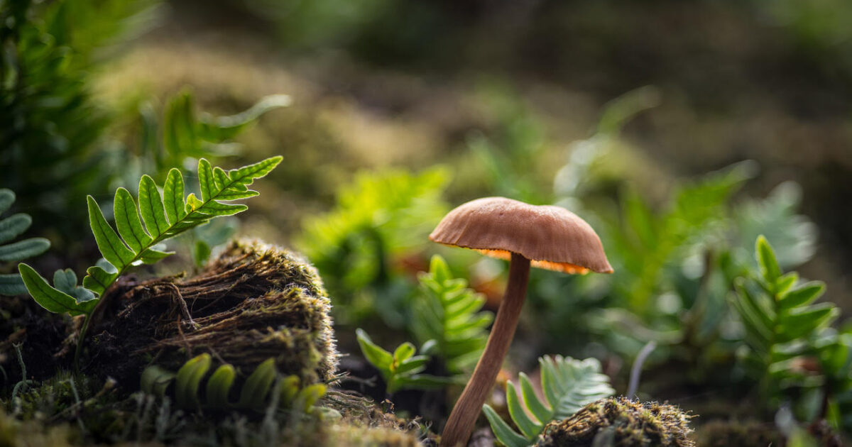 Oregon Psilocybin Advisory Board Votes to Disclose Personal and Financial Conflicts