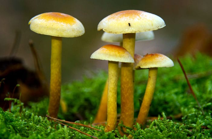 Mydecine Approved by the FDA and DEA to Cultivate Psilocybin Mushrooms in the United States