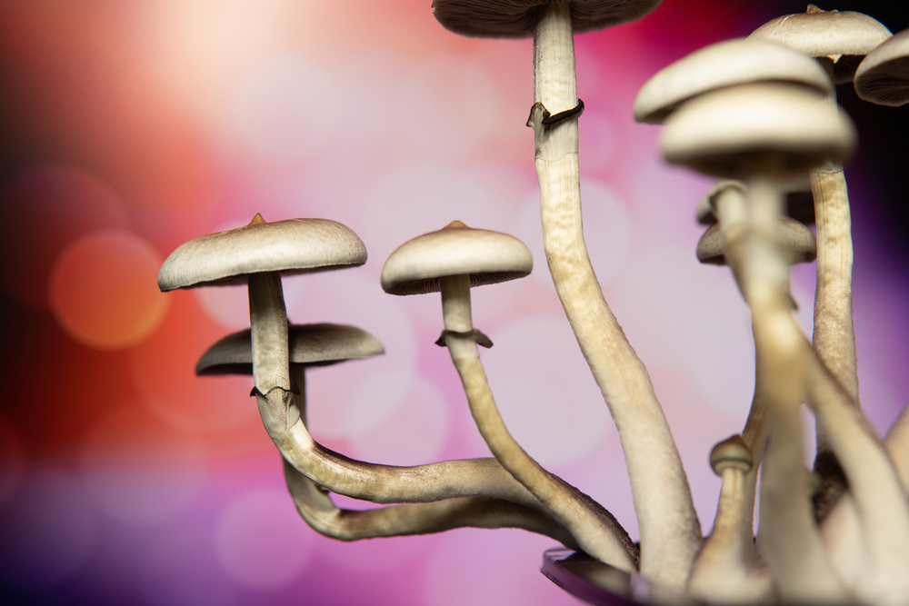Mycotopia Therapies Partners With HAVN and Ei. Ventures to Join Medicinal Mushroom Market