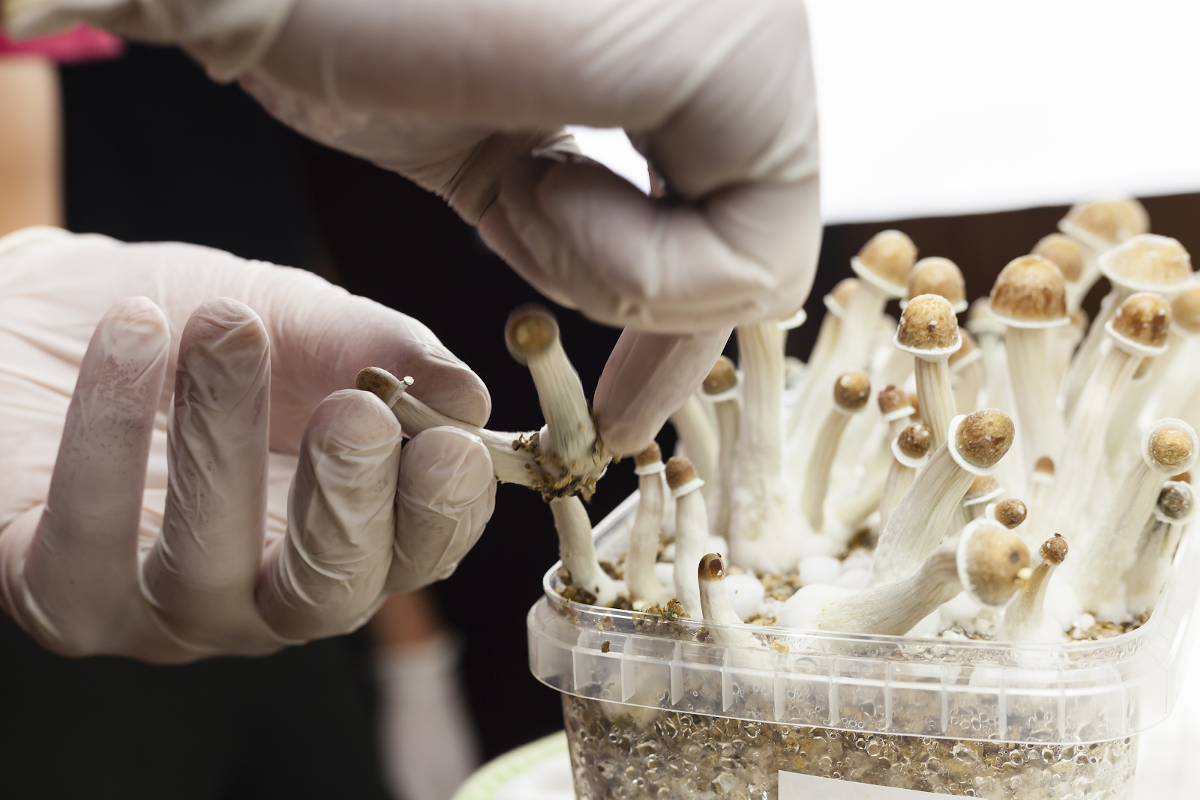 Numinus Granted New Biosecurity License to Expand Psilocybin Research