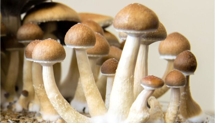 Psychedelic Access and Research European Alliance (PAREA) Officially Launched